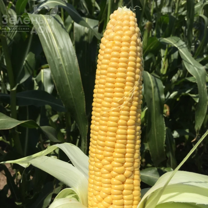 Трофи F1 / Trophy F1,75 дней фото 1