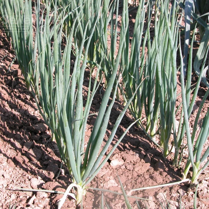 Энтита / Entita фото 2