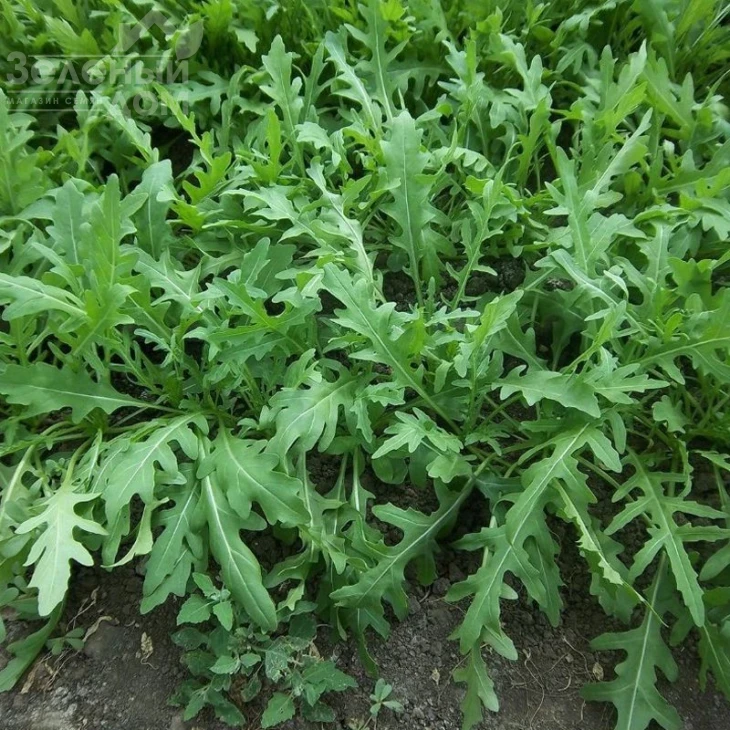 Рокета / Roketa фото 1