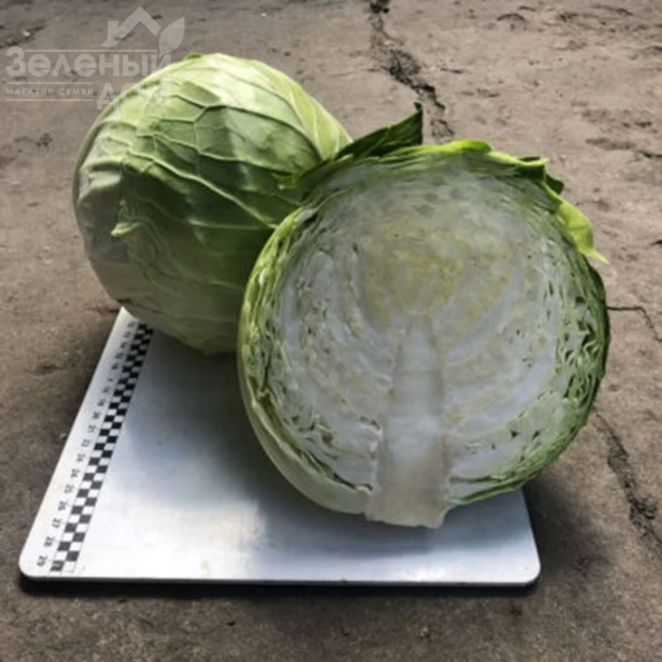 Индиана F1 / Indiana F1,70 дней  фото 1