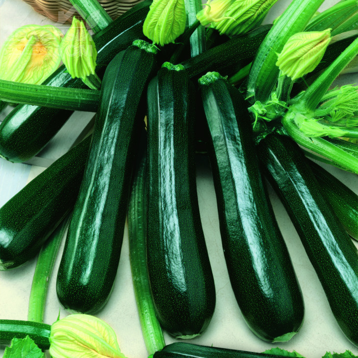 Гамбіт F1 / Gambit F1,40-45 днів фото 1