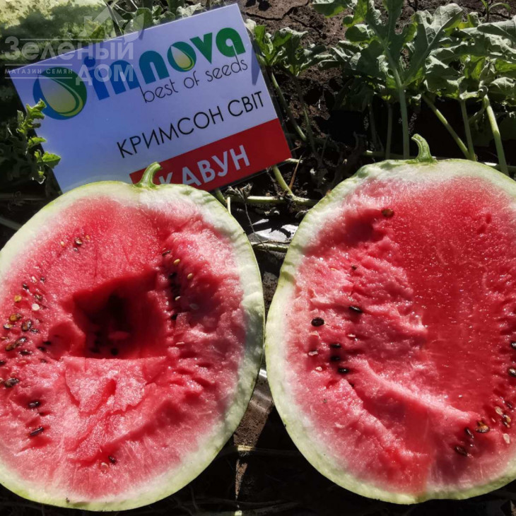 Кримсон Світ / Crimson sweet, 80 днів фото 2