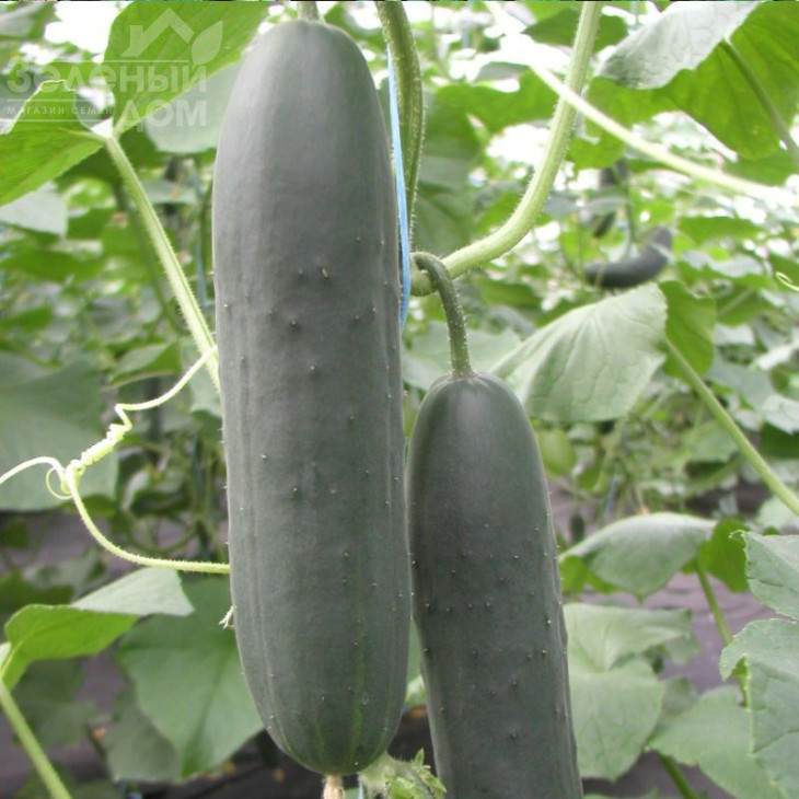 Маркіза F1 / Markiza F1,35-40 днів фото 1