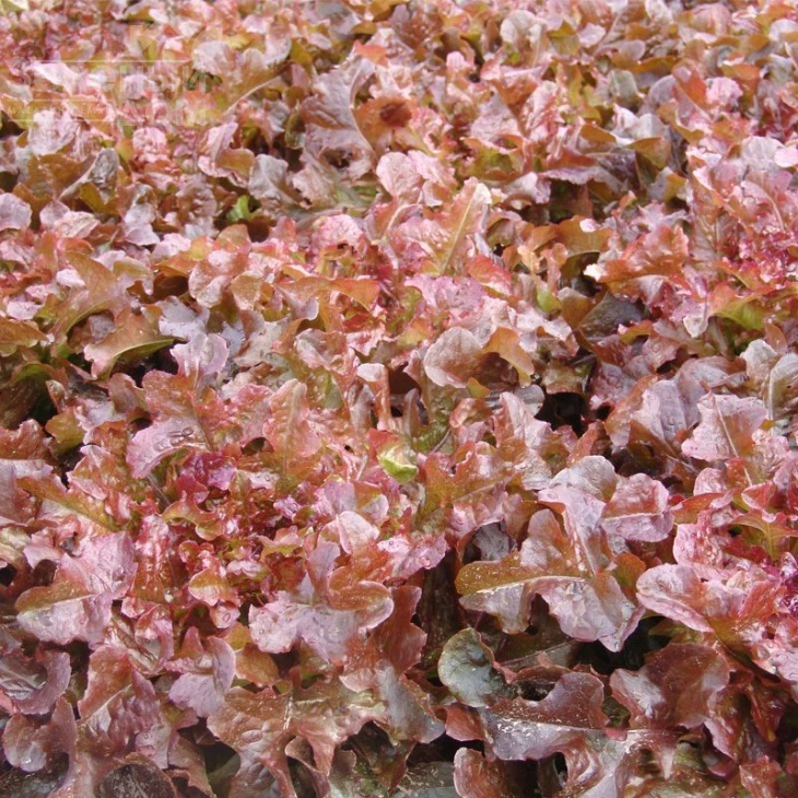 Редин / Redin фото 1