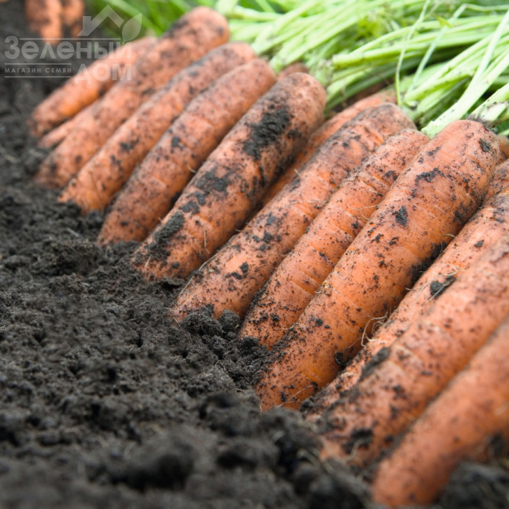 Ніланд F1 / Niland F1,131 день фото 2