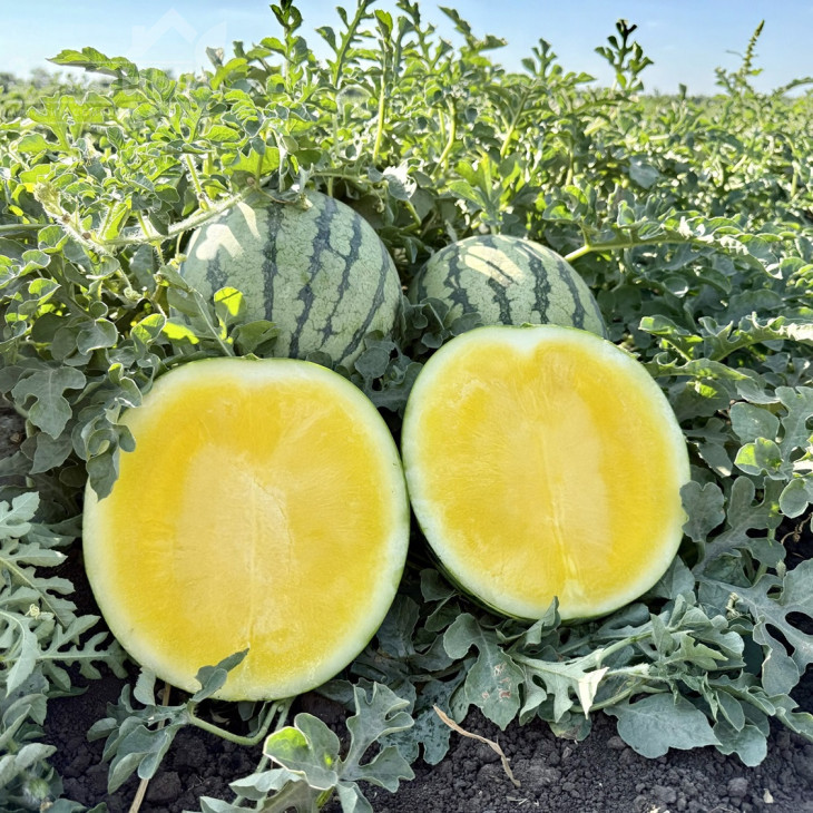 Сан Єллоу F1 / San Yellow F1, 60–65 днів фото 1