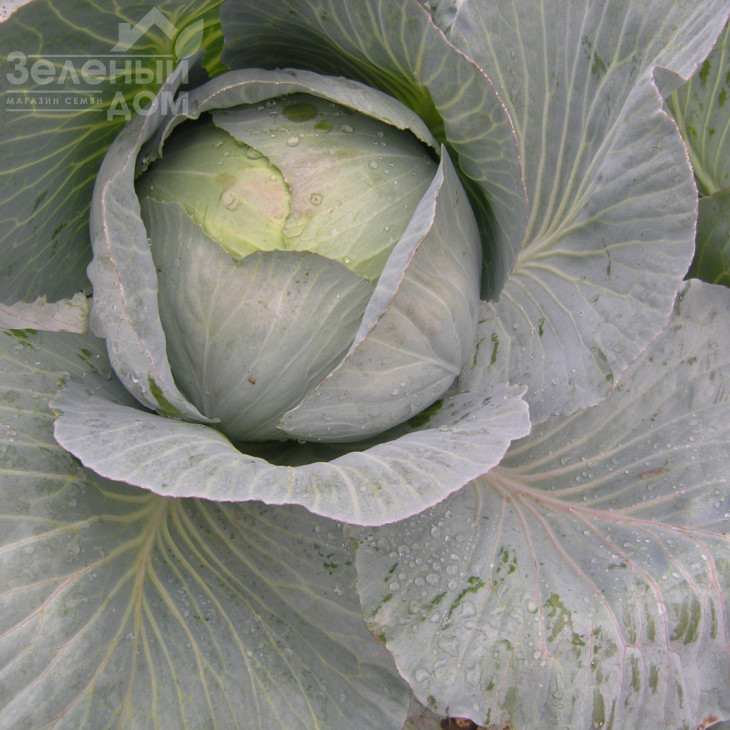 Кентавр F1 / Kentavr F1,130-145 днів фото 1