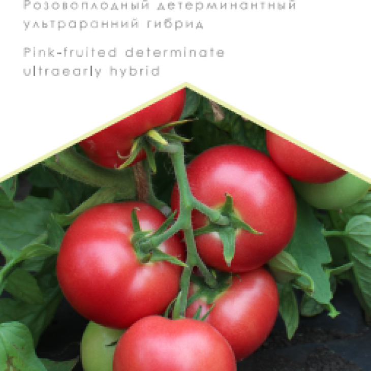 Роза ветров F1 / Roza Vetrov F1 фото 1