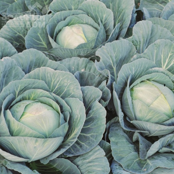 Профессор F1 / Professor F1,115-120 днів фото 3