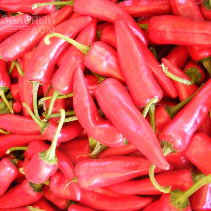 Палоташ F1 / Palotash F1, 95 -110 дней фото 5