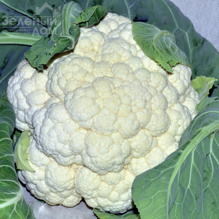 Концепт F1 / Koncept F1,82-90 днів фото 1