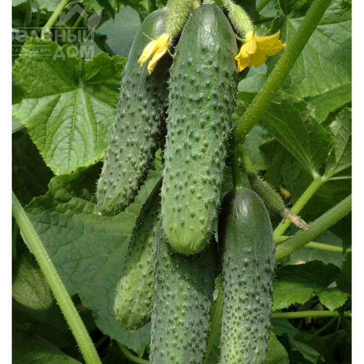 Кураж F1 / Kurazh F1,43-48 дней фото 1