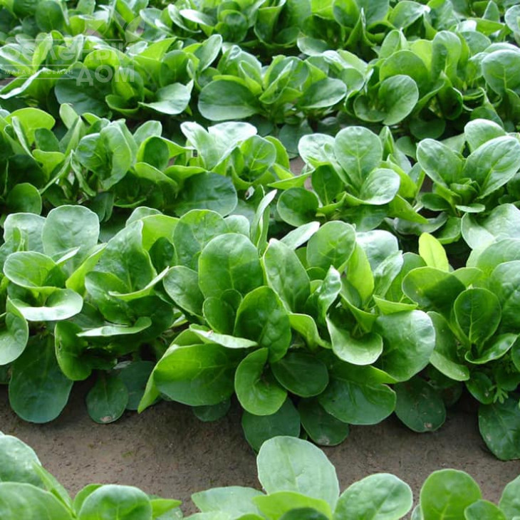 Акцент / Accent фото 1