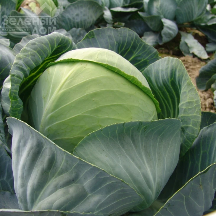 Арос F1 / Aros F1,135-145 дней фото 1