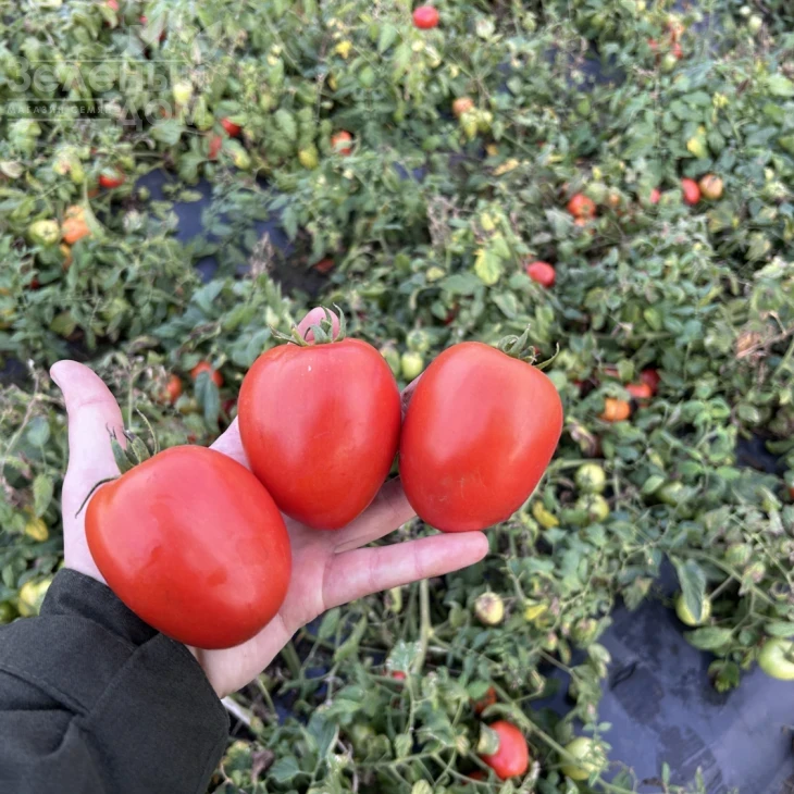 Буэна Виста F1 / Buena Vista F1 фото 1