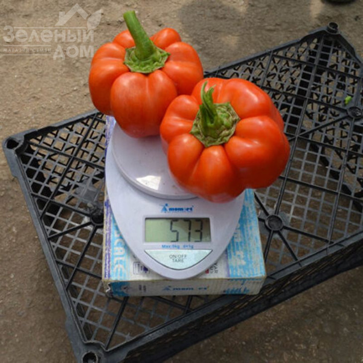 Оранж бос F1 / Orange boss F1, 55-60 днів фото 3