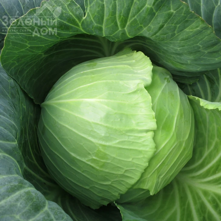 Вестри F1 / Vestri F1 фото 3