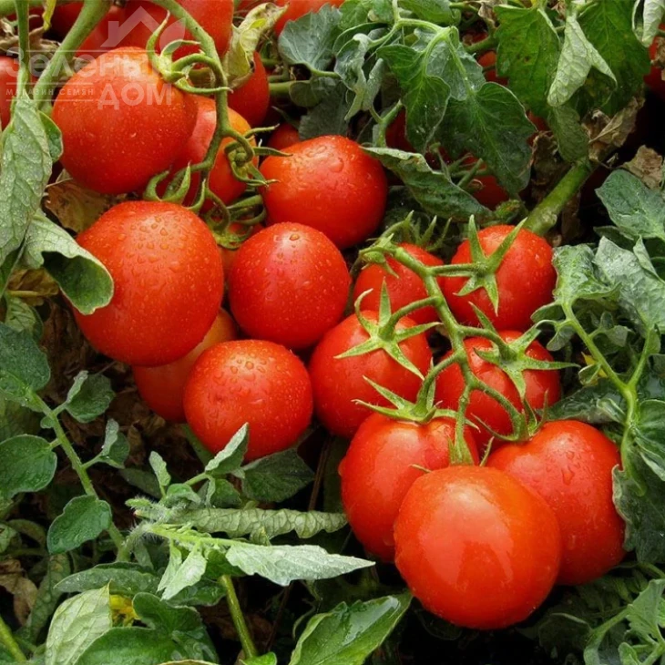 Гонг F1 / Gong F1,60-65 дней фото 1