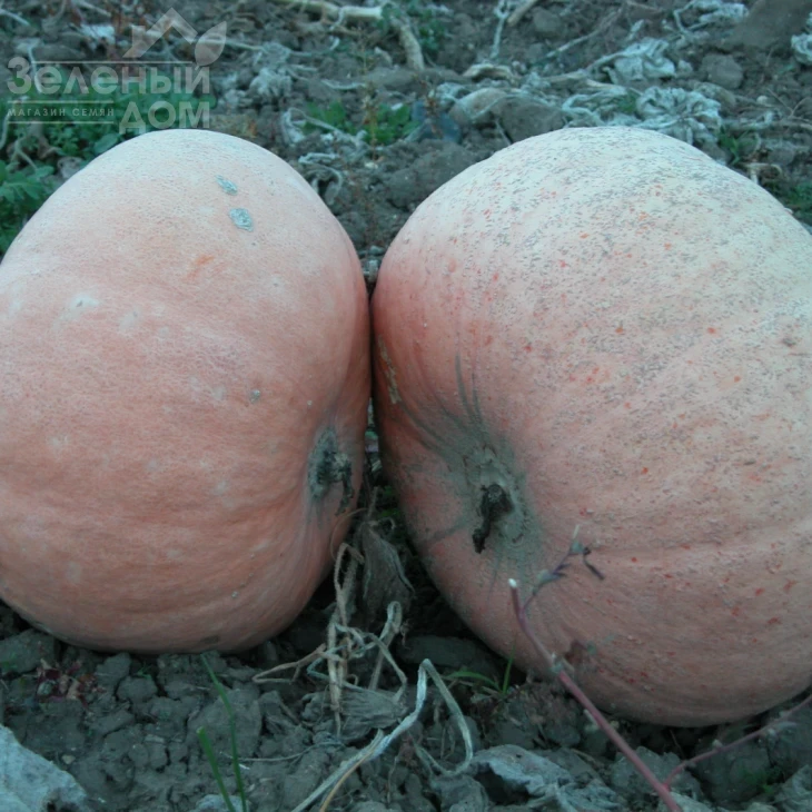 Велтруска Обровская / Veltruska Obrovskaya фото 1