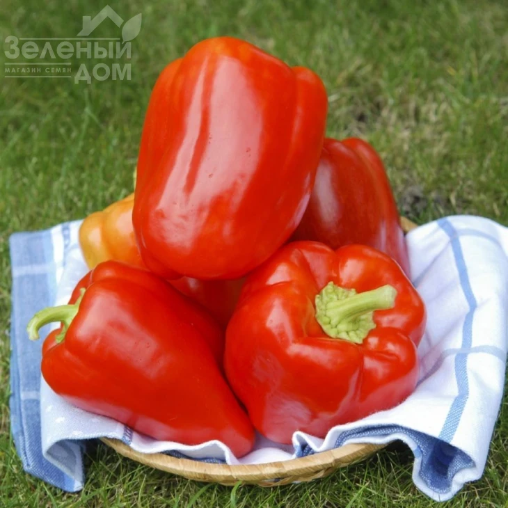 Сильвер Бел F1 / Silver Bell F1,110-120 дней фото 1