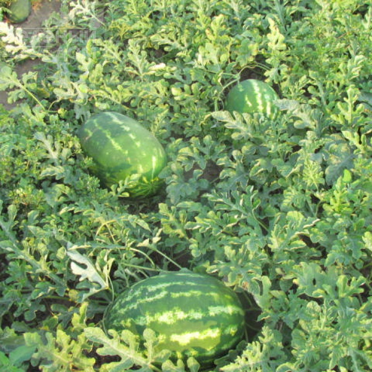 Хантер (LS 1812) F1 / Hanter (LS 1812) F1 фото 1