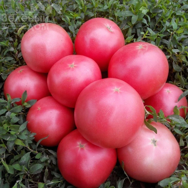 Пинк Свитнес F1 / Pink Svitnes F1, 85 дней фото 1