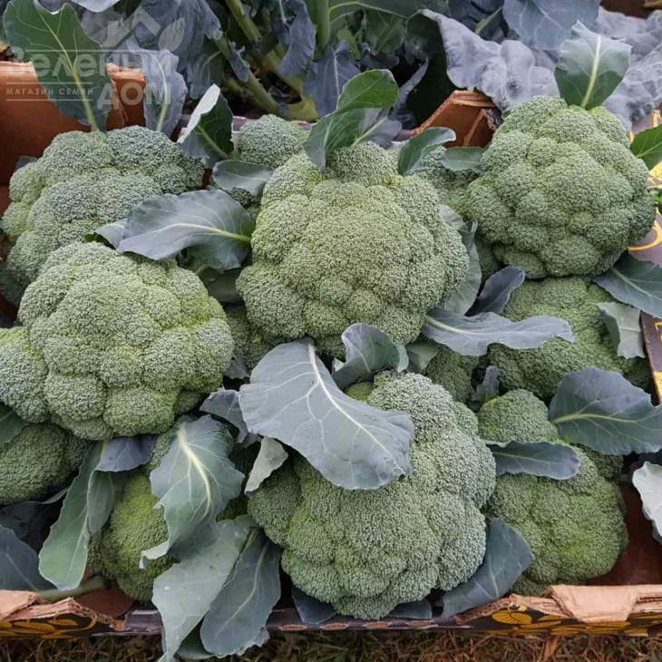 Самоа F1 / Samoa F1, 55-60 дней фото 6