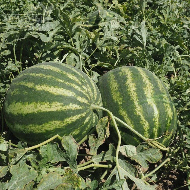 Эпика F1 / Epica F1, 62-65 дней фото 1