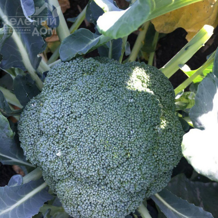 Стірлінг F1 / Styrlynh F1,78-80 днів фото 6