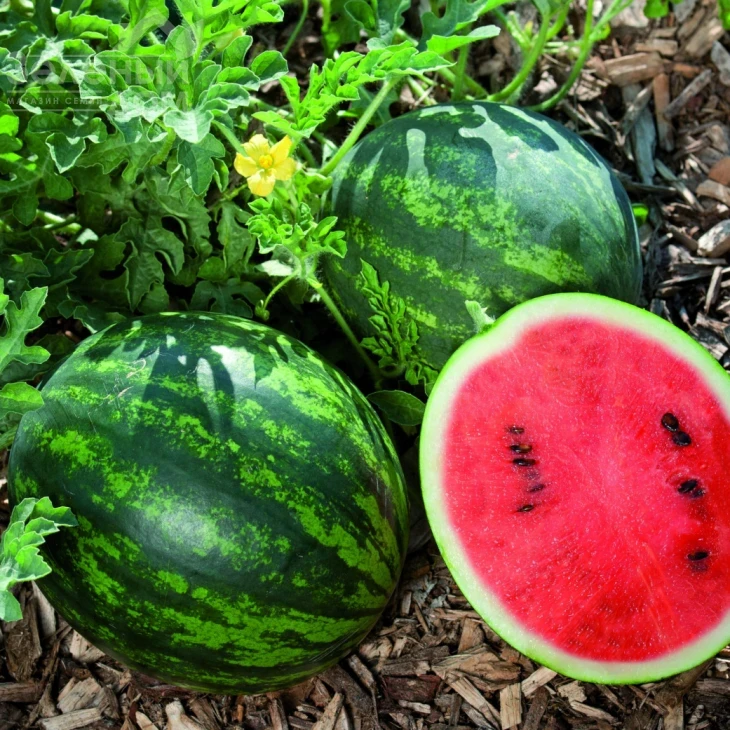 Мини Лав F1 / Mini Love F1, 55-60 дней фото 2