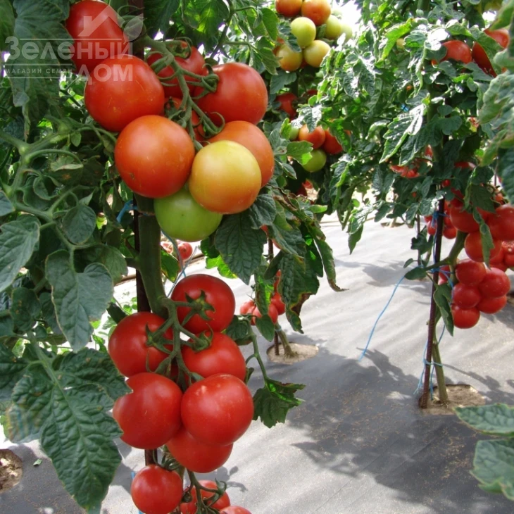 Атерон F1 / Ateron F1 фото 2