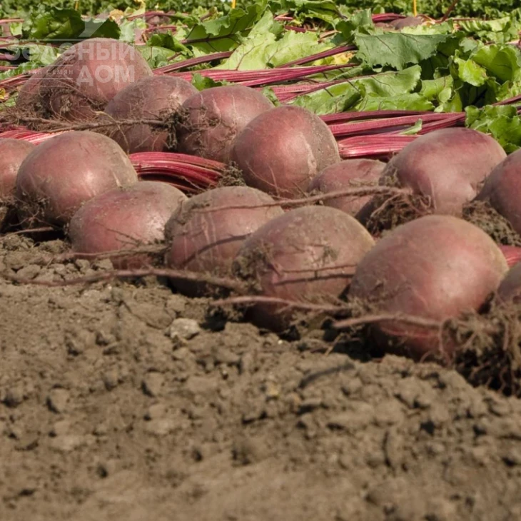 Боро F1 / Boro F1,115 дней фото 2