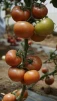 фото 6