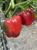 фото 6