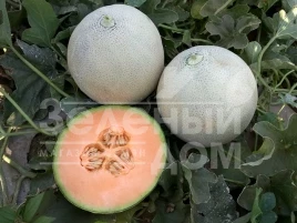 Семена дыни Капаз F1 / Kapaz F1 купить оптом и в розницу в Украине по выгодной цене