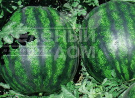 Насіння кавуна Лівія F1 / Livia F1, 62-65 днів купити оптом і в роздріб в Україні за вигідною ціною