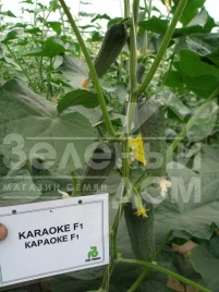 Семена огурцов Караоке F1 / Karaoke F1 купить оптом и в розницу в Украине по выгодной цене