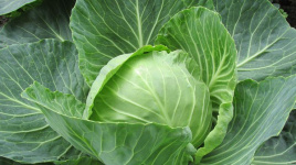 Насіння капусти білокачанної Павло F1 / Pavlo F1,125 днів купити оптом і в роздріб в Україні за вигідною ціною