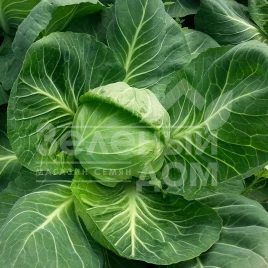 Семена капусты белокочанной Эмили F1 / Emili F1,60-65 дней купить оптом и в розницу в Украине по выгодной цене