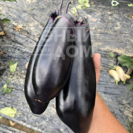 Насіння баклажанів Ден F1 / Den F1,50 днів купити оптом і в роздріб в Україні за вигідною ціною