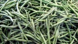 Семена гороха Ламбадо / Lambado ,60 дней купить оптом и в розницу в Украине по выгодной цене