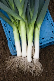 Лук порей Джампер F1 / Jumper F1,85-90 дней купить оптом и в розницу в Украине по выгодной цене