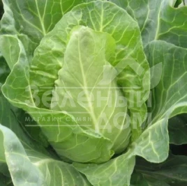 Семена капусты белокочанной Редженси F1 / Redjensi F1 купить оптом и в розницу в Украине по выгодной цене