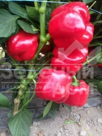 Семена сладкого перца Тибо F1 / Tibo F1,70-75 дней купить оптом и в розницу в Украине по выгодной цене