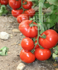 Насіння томатів Чімган F1 / Chimgan F1,67-70 днів купити оптом і в роздріб в Україні за вигідною ціною