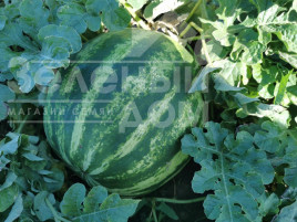 Насіння кавуна АУ Продюсер / AU Producer,75 днів купити оптом і в роздріб в Україні за вигідною ціною