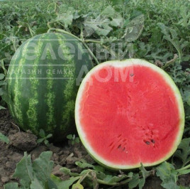 Насіння кавуна Талісман F1 / Talisman F1,62-65 днів купити оптом і в роздріб в Україні за вигідною ціною