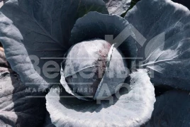 Семена капусты краснокочанной Примьеро F1 / Primero F1,78 дней купить оптом и в розницу в Украине по выгодной цене