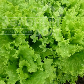 Насіння салату КС 129 / KS 129,40-45 днів купити оптом і в роздріб в Україні за вигідною ціною