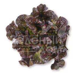 Семена салата Сатурдай / Saturdaj купить оптом и в розницу в Украине по выгодной цене